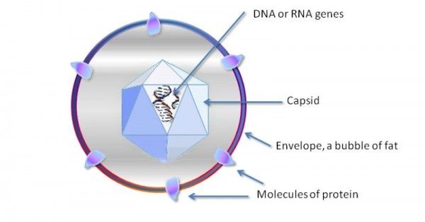बाकी हिस्सों को इग्नोर कीजिए. बाहरी रिंग पर चाबियां लगी हैं. अंदर है वायरस बनाने की रेसिपी. (सोर्स - विकिमीडिया) बाकी हिस्सों को इग्नोर कीजिए. बाहरी रिंग पर चाबियां लगी हैं. अंदर है वायरस बनाने की रेसिपी. (सोर्स - विकिमीडिया)