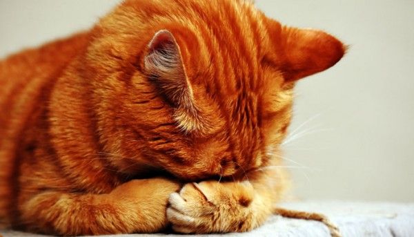 Adorable Animal Animal World Cat 209037 700