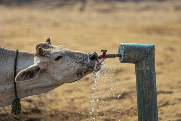 गो-वंश की हत्या को लेकर राज्य समय-समय पर अपने यहां कानून में बदलवा करते रहते हैं. (फोटो-पीटीआई)