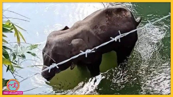 केरल में मारी गई हथिनी कुछ दिनों तक पानी में खड़ी रही थी. बाद में यहीं उसकी मौत हो गई थी