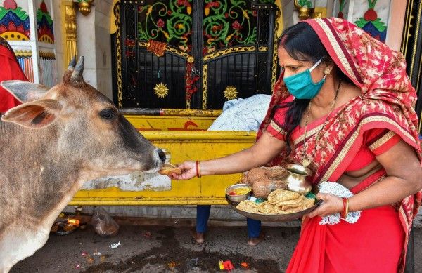 हिन्दू धर्म में गाय की पूजा होती है. (फोटो-पीटीआई)