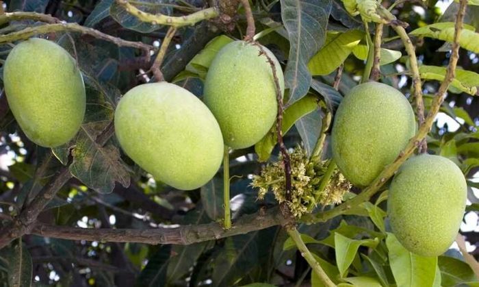 जब आम के आम और गुठलियों के भी दाम लगा लिए जाएं तो समझो जीडीपी की गणना हो गई. (गेट्टी इमेजेस)