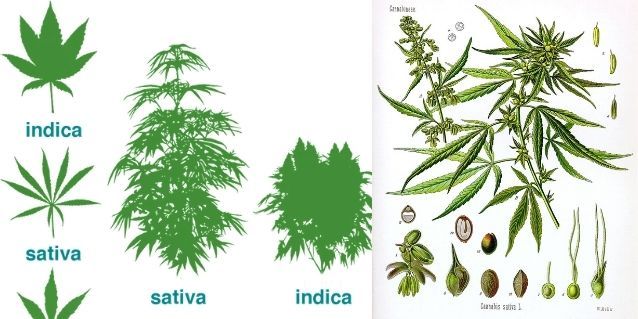 आजकल कैनेबिस सैटाइवा और इंडिका का फर्क कर पाना बहुत मुश्किल है. सब बहुत हाइब्रिड हो रखा है. (विकिमीडिया)
