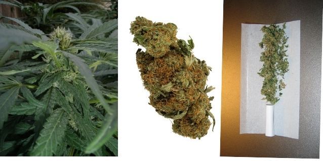 फूल खिला, फिर सूखा और जला. उससे निकला धुंआ गया सीने में. उससे THC पहुंचेगा दिमाग में. (विकिमीडिया)