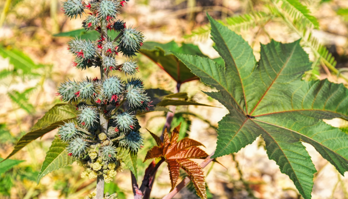 कैस्टर प्लांट