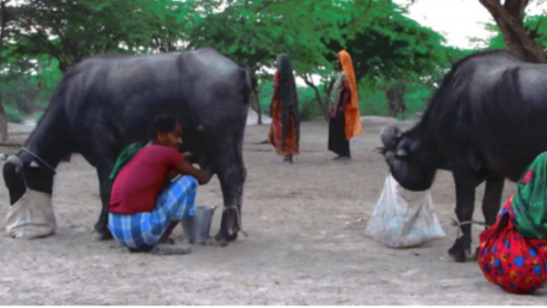 Banni Buffalo (2)