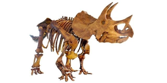 डायनासोर के फॉसिल से उसे दोबारा खड़ा करने की एक कोशिश. (विकिमीडिया)