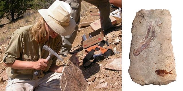 पेलिएंटोलॉजिस्ट और फॉसिल. (विकिमीडिया)