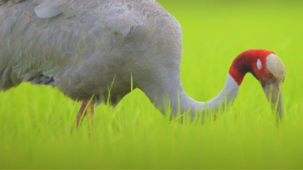 Sarus Crane (2)