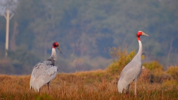 Sarus Crane (3)