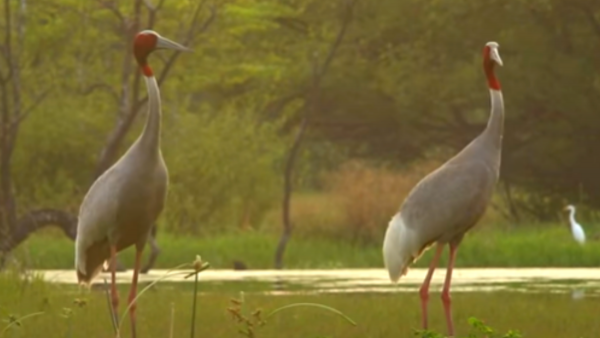 Sarus Crane (4)