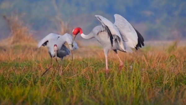 Sarus Crane (5)
