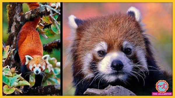 China Red Panda