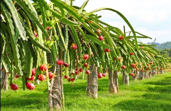 Dragan Plant