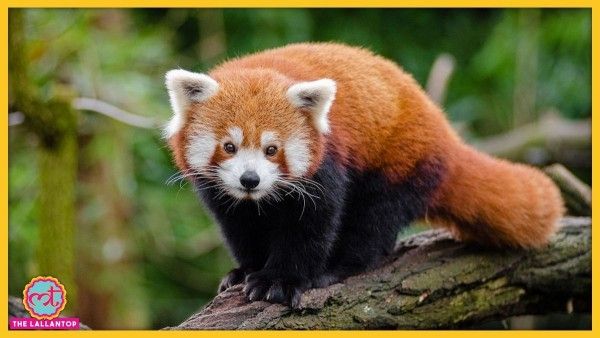 India Red Panda