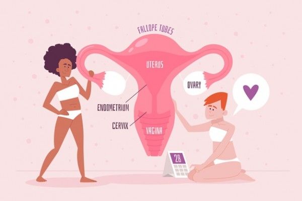 Female Reproductive System Concept Detailed 52683 45328
