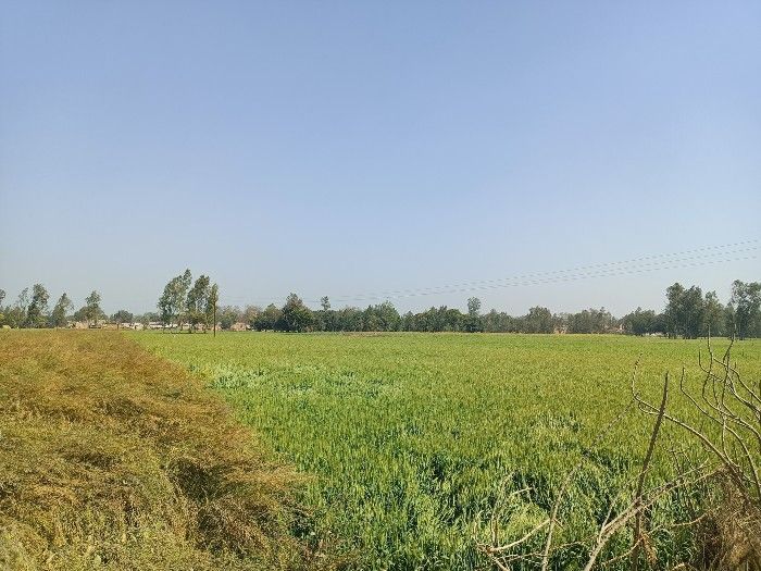 दिन कि फ़ोटो में तेज़ धूप होते हुए भी सामने के खेत और आसमान का रंग साफ दिख रहा है. Normal 1