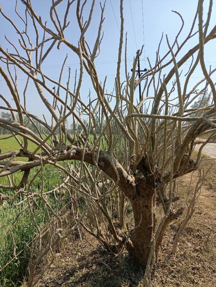 बैकग्राउंड को सब्जेक्ट से अलग रखा गया है. Normal 2
