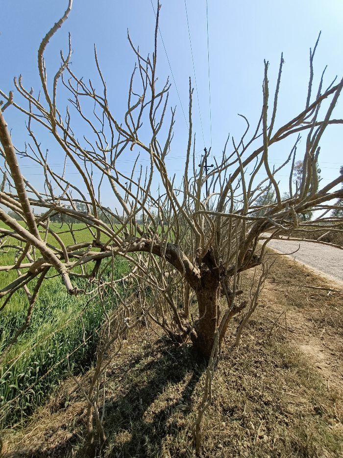 अल्ट्रावाइड ऐंगल लेंस ने भी सब्जेक्ट और बैकग्राउंड को अलग-अलग रखा है. Ultrawide 2