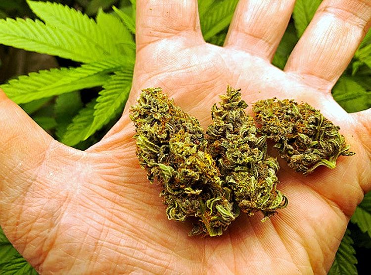 कैनेबिस यानी कि गंजे की प्रतीकात्मक तस्वीर. फ़ोटो-आजतक Marijuana
