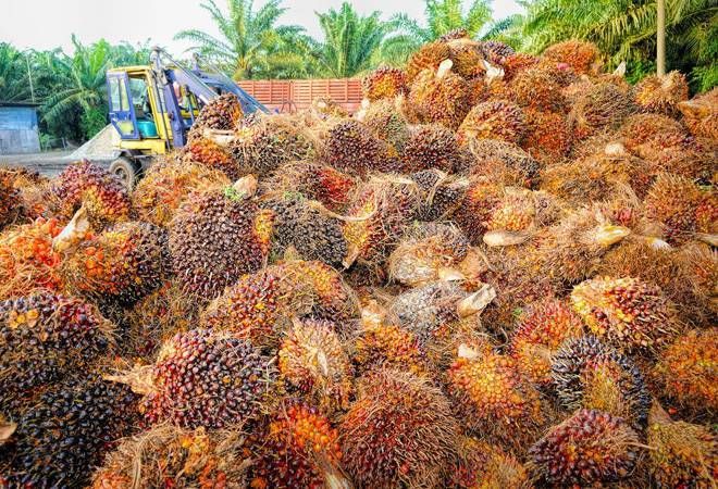 Palm Oil 