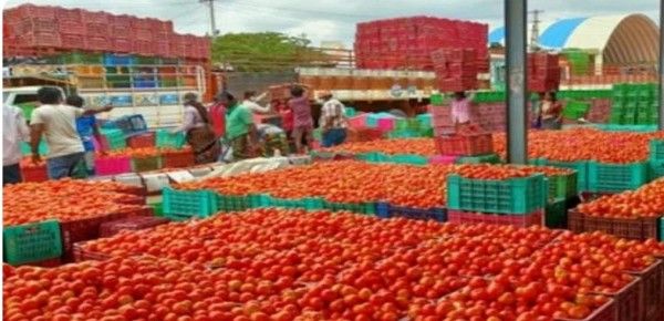 Tomato (2)