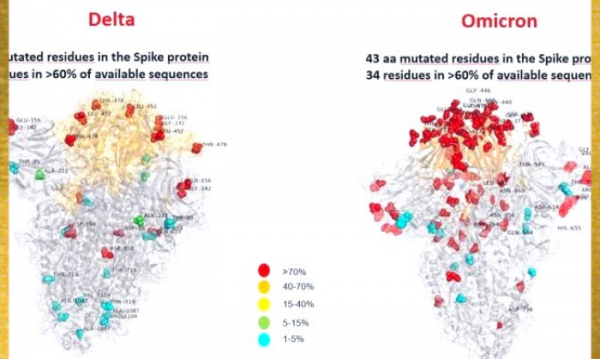 लाल रंग की संरचनाएं ओमीक्रॉन और डेल्टा वायरस पर मौजूद स्पाइक प्रोटीन म्यूटेशन हैं (फोटो सोर्स -ट्विटर)
