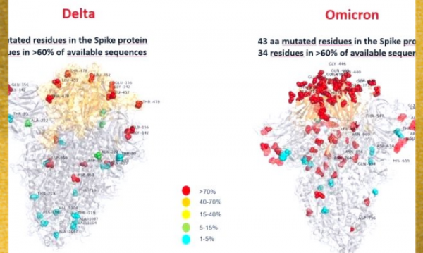 डेल्टा और ओमीक्रॉन वैरिएंट में स्पाइक प्रोटीन का अंतर (फोटो सोर्स -ट्विटर) डेल्टा और ओमीक्रॉन वैरिएंट में स्पाइक प्रोटीन का अंतर (फोटो सोर्स -ट्विटर)