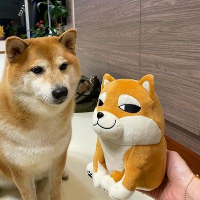 271531600 262144449322910 96035400129762024 N