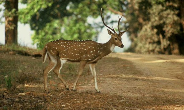 चीतल चीतल