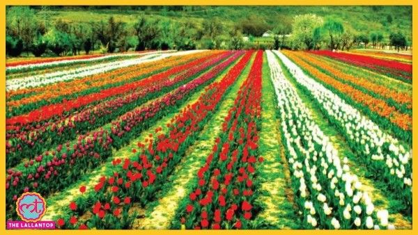 इंदिरा गांधी मेमोरियल ट्यूलिप गार्डन.श्रीनगर.