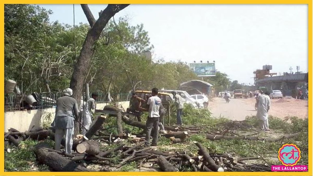 Trees Felling India Today (1)