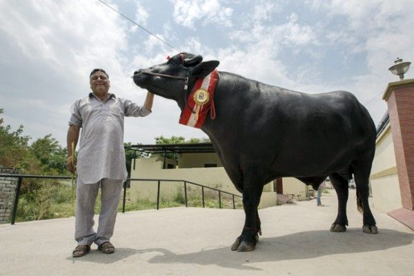 buffalo-yuvraj