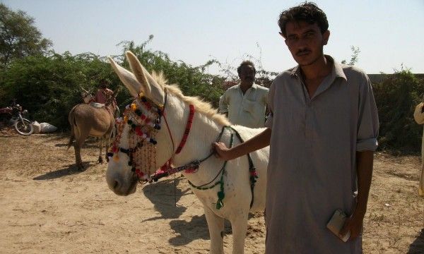 donkey festival pakistan