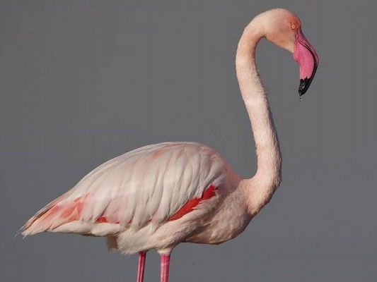 greater-flamingo