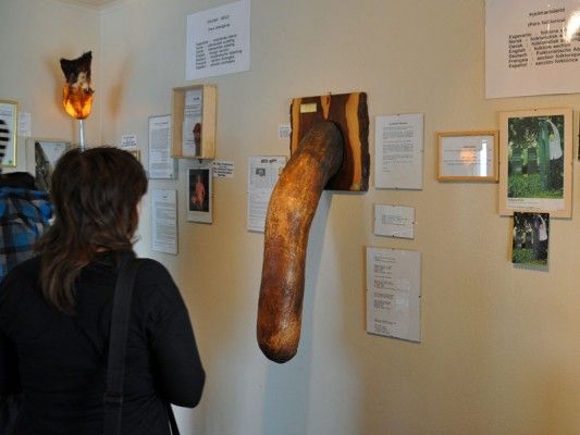  Icelandic Phallological museum, iceland, pictures
