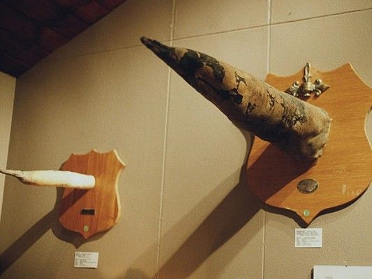  Icelandic Phallological museum, iceland, pictures