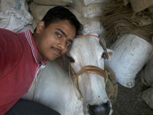 selfie with cow 11