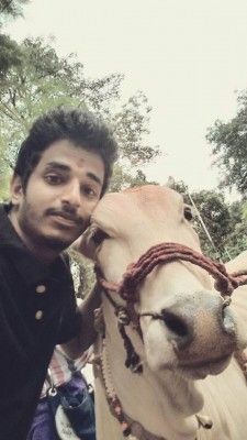 selfie with cow 3