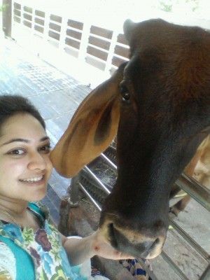 selfie with cow 7