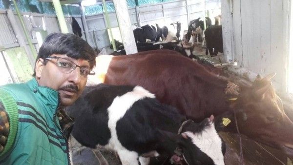 selfie with cow 8