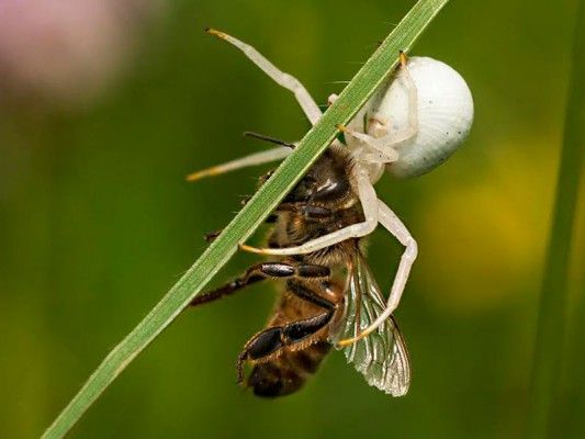 spider-with-bee
